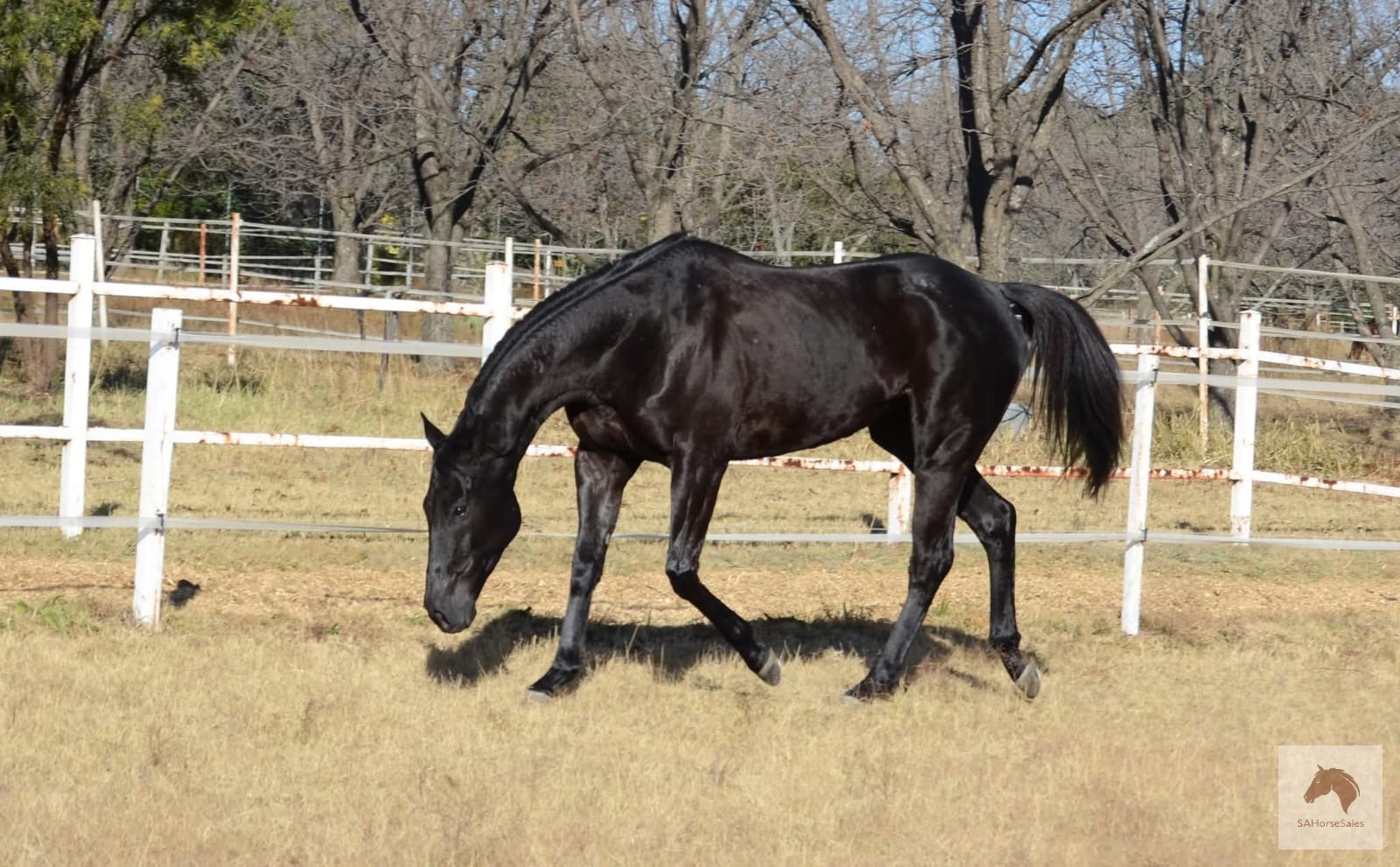 Stunning Thoroughbred Gelding