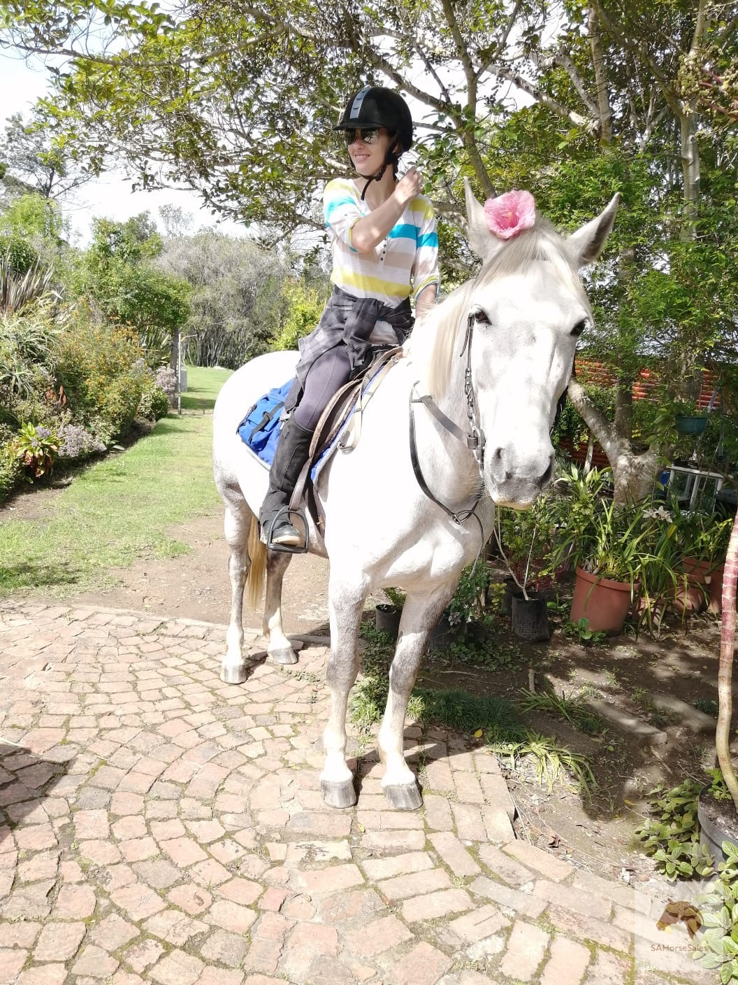 Nightwish – 15.1hh Warmblood Cross Mare | Lease / Lease-to-Own | Garden Route
