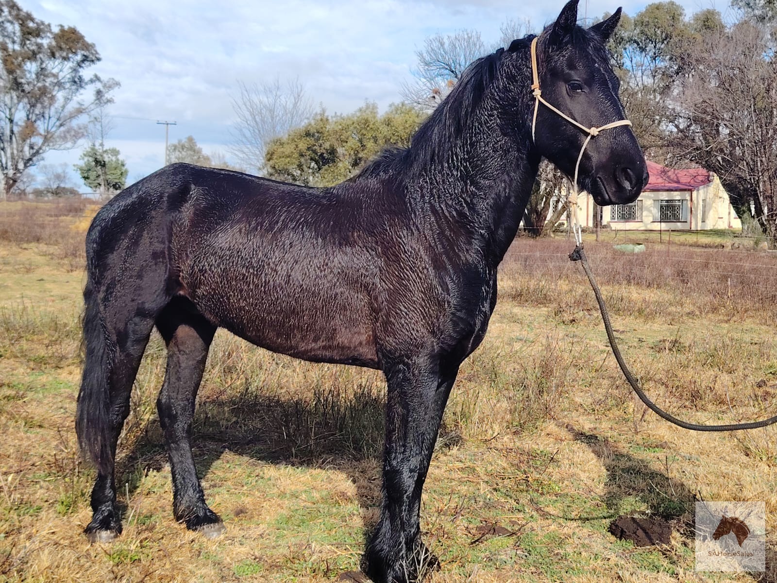 Friesian Stallion for sale
