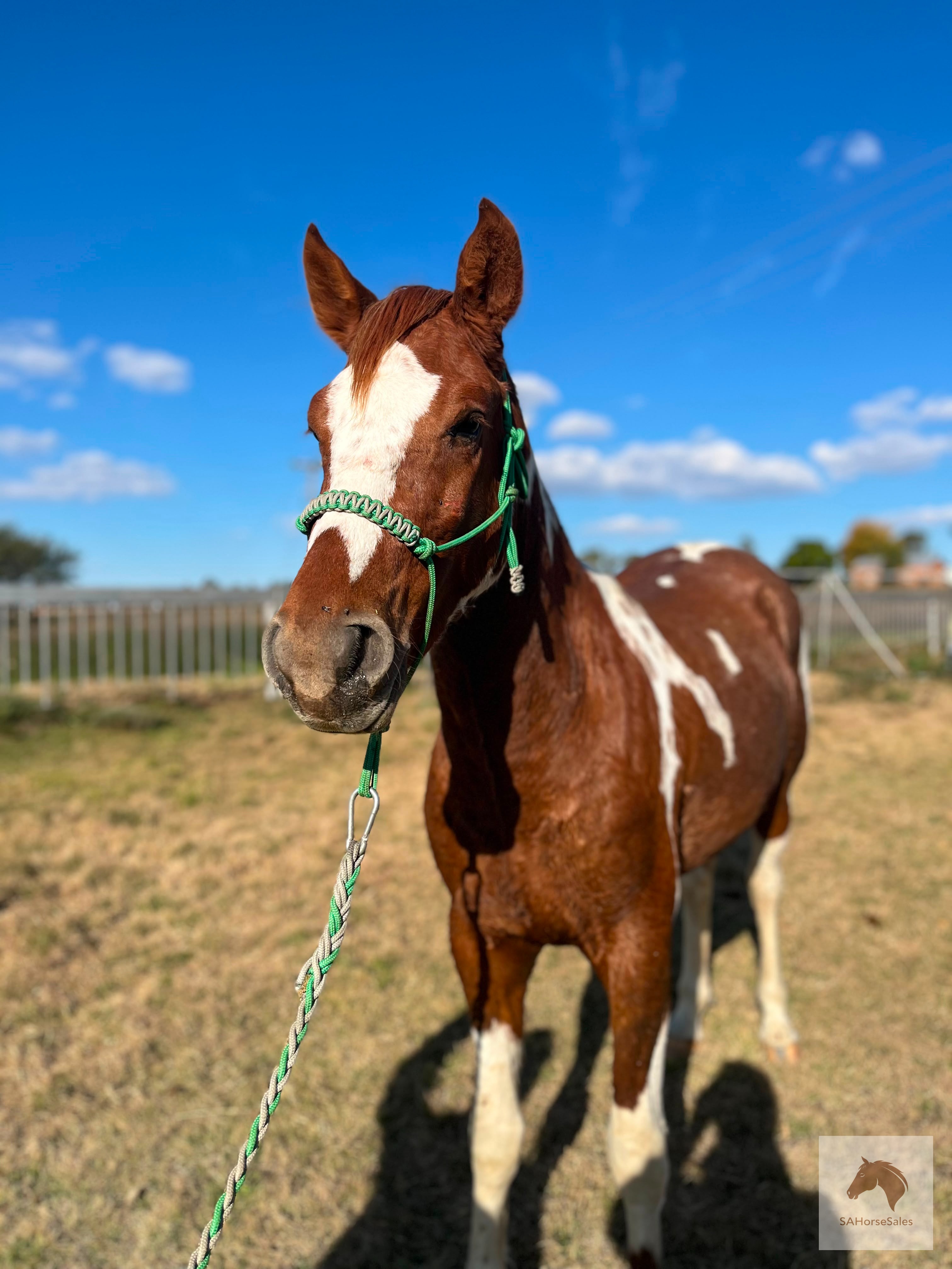 Piebalt Boerperd Cross Gelding
