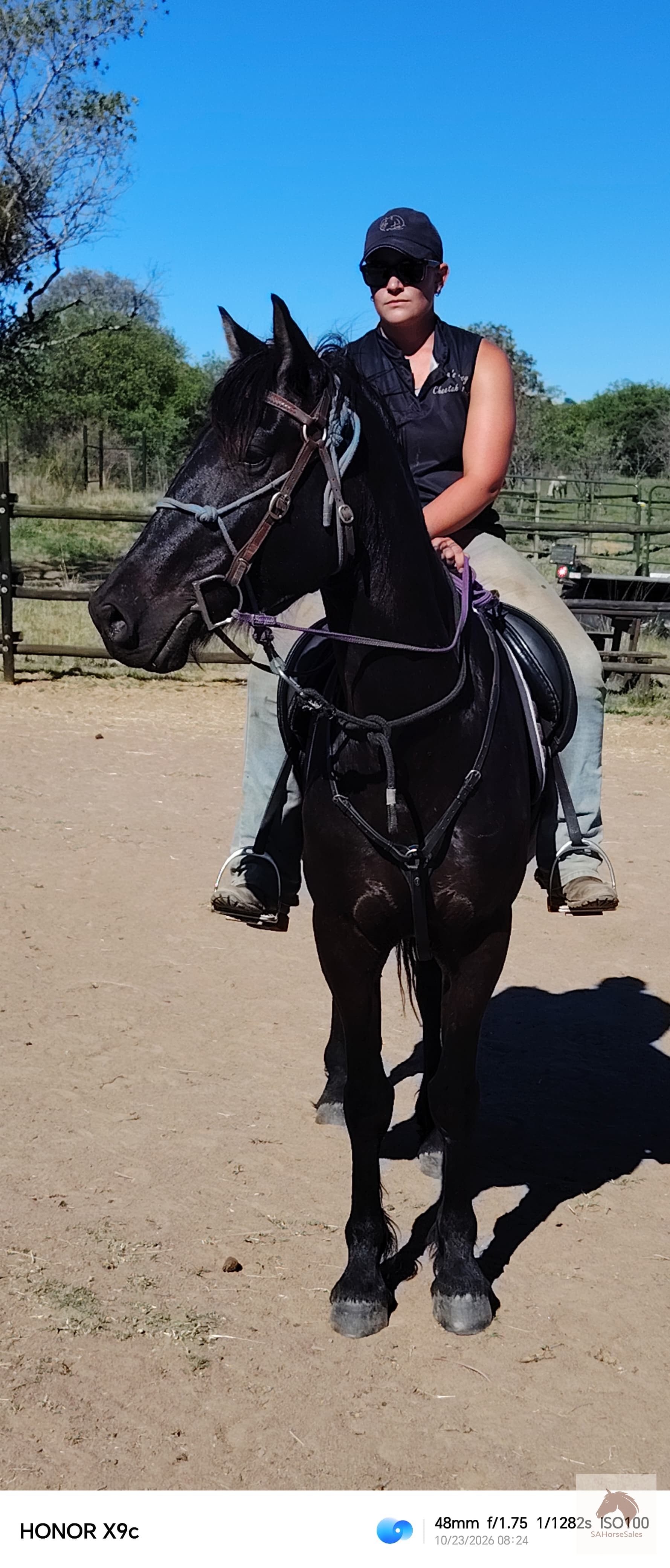 Friesian cross Gelding