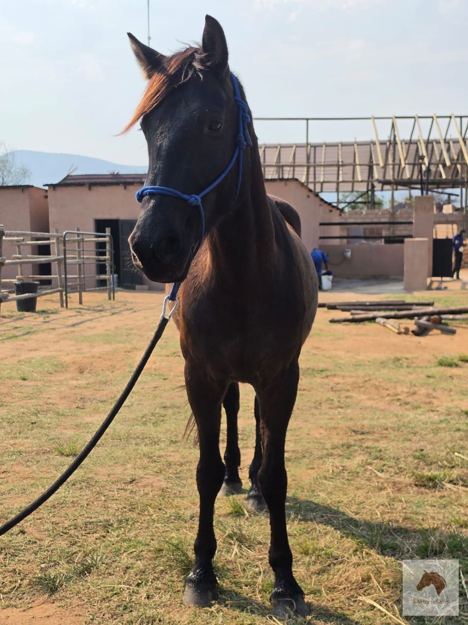 Friesian cross Gelding