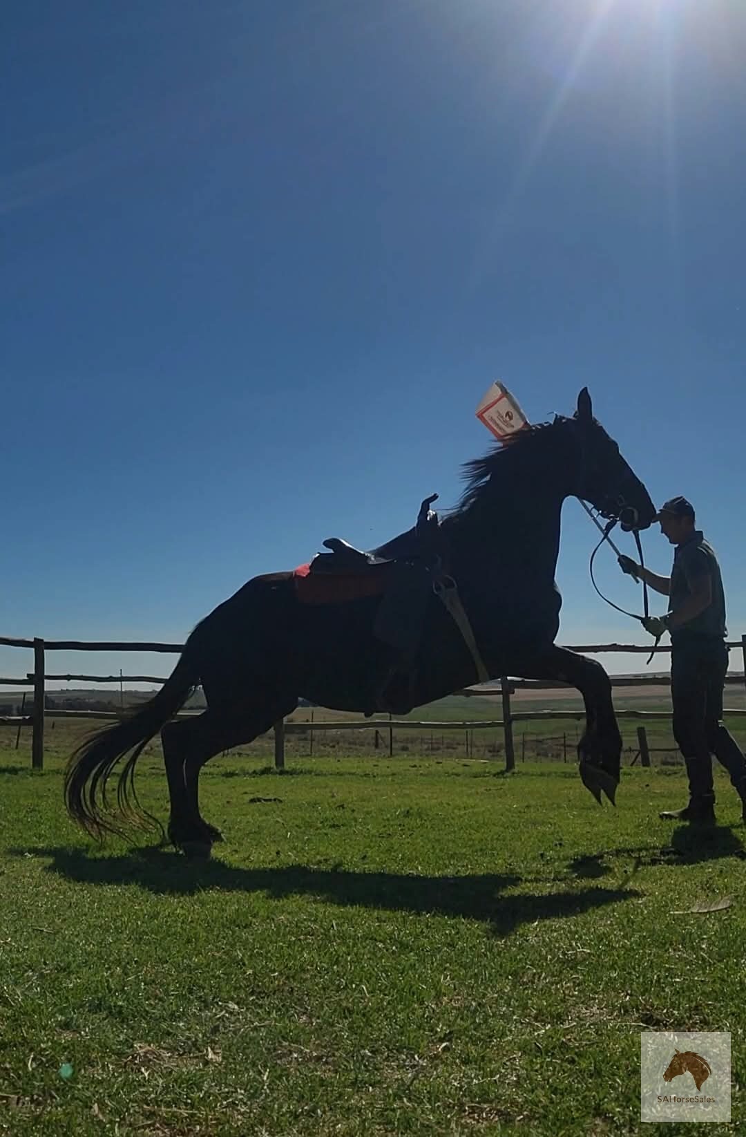 FLEMISH MARE AND COLT FOR SALE