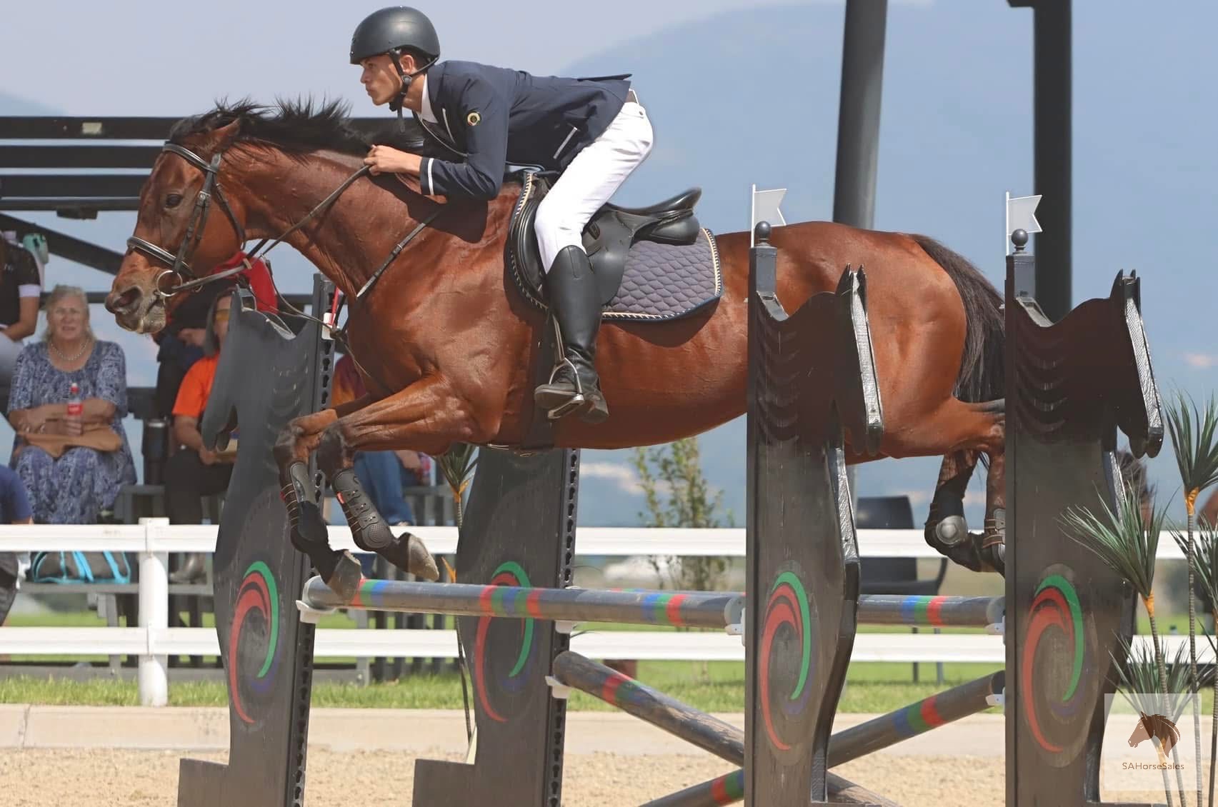 COMPETITIVE SHOW JUMPING / EVENTING MARE 🐴