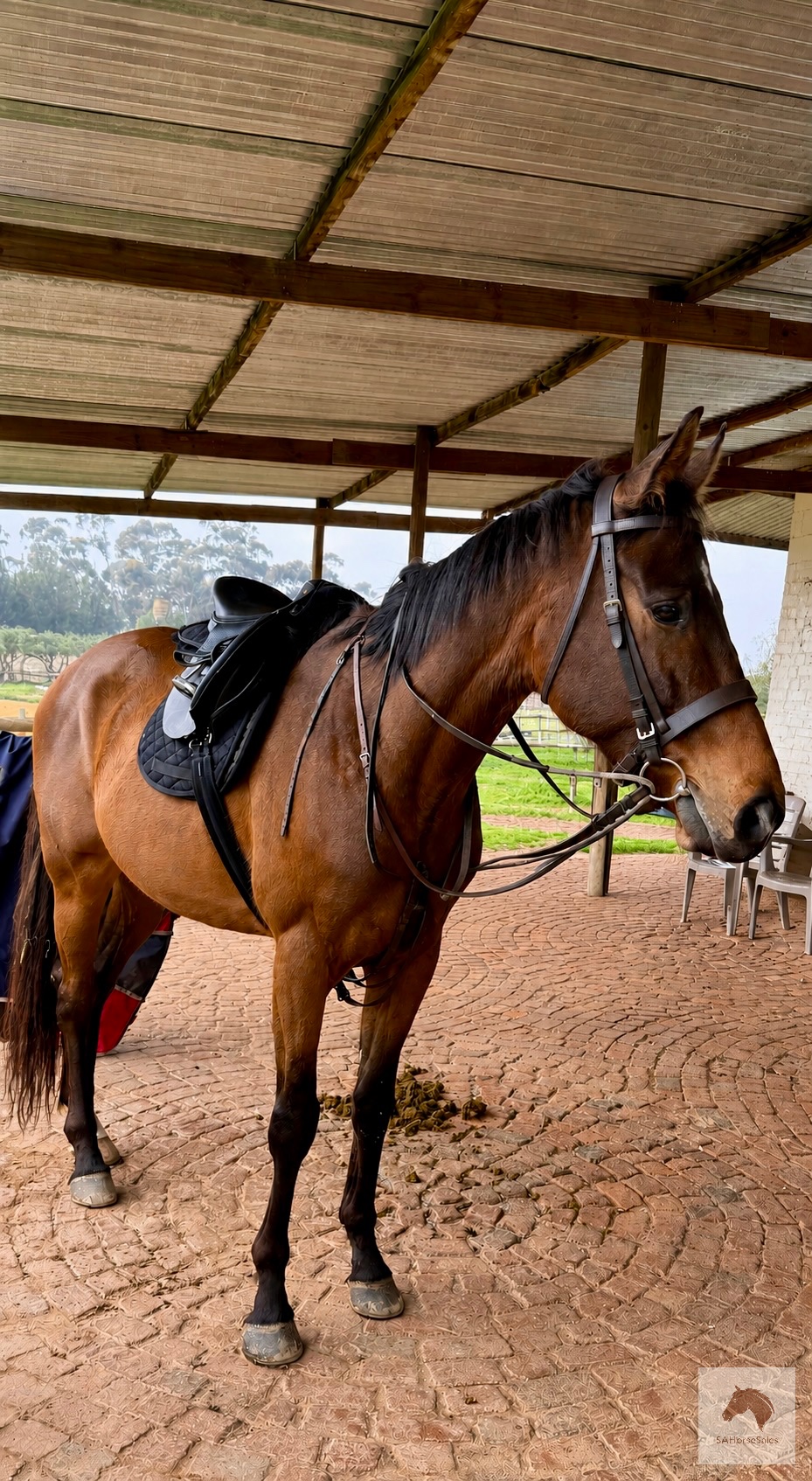 Sweet Thoroughbred Gelding