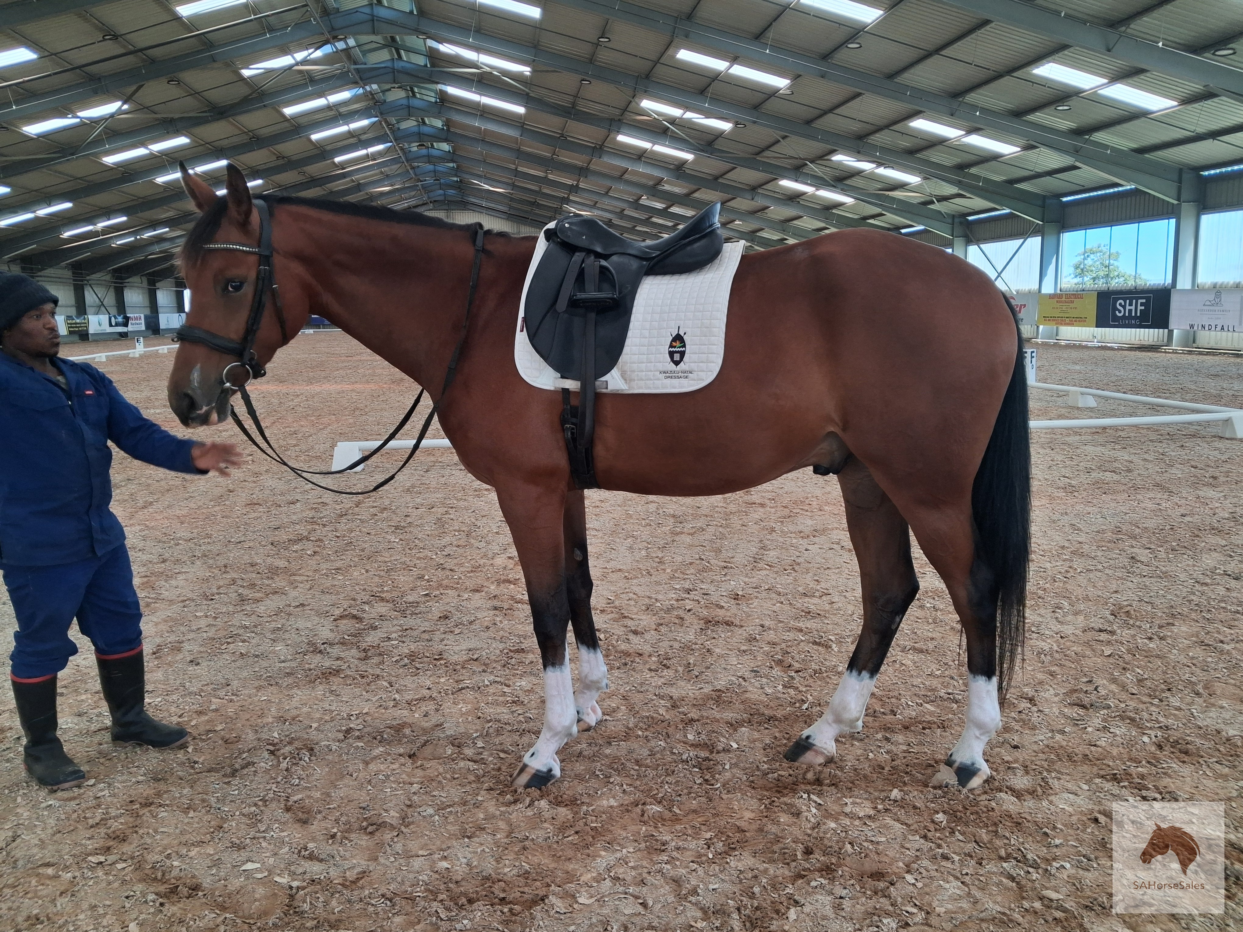 Stunning Warmblood gelding