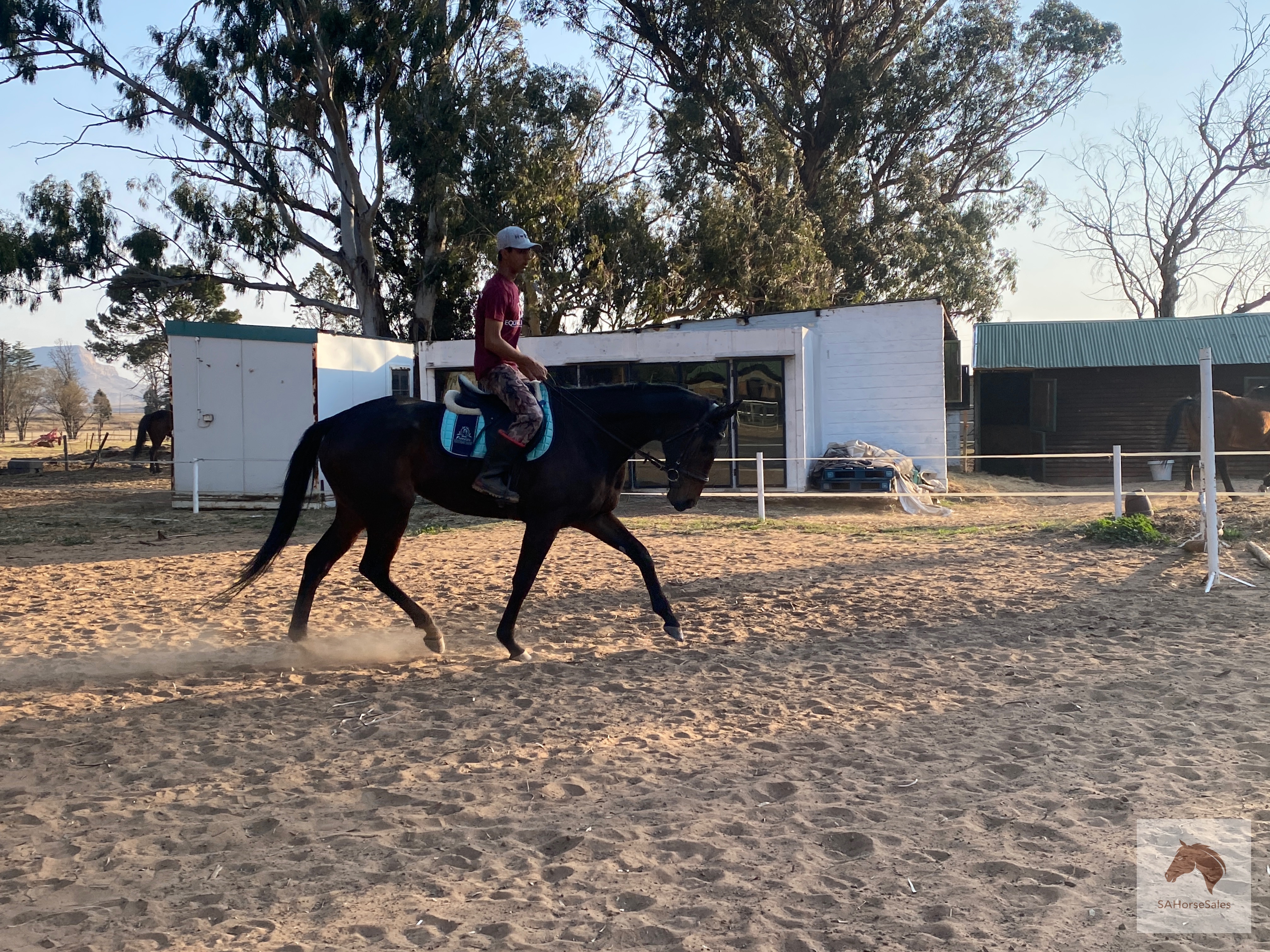 Super Junior Horse