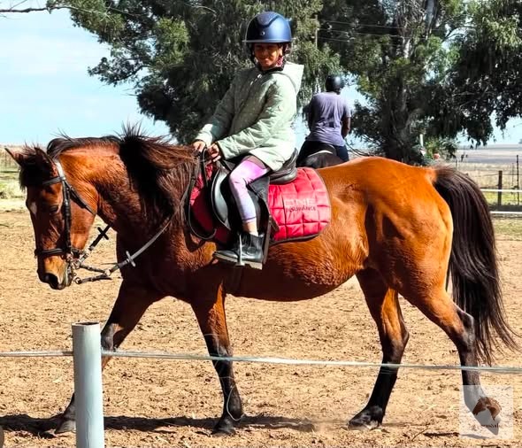 Super show pony