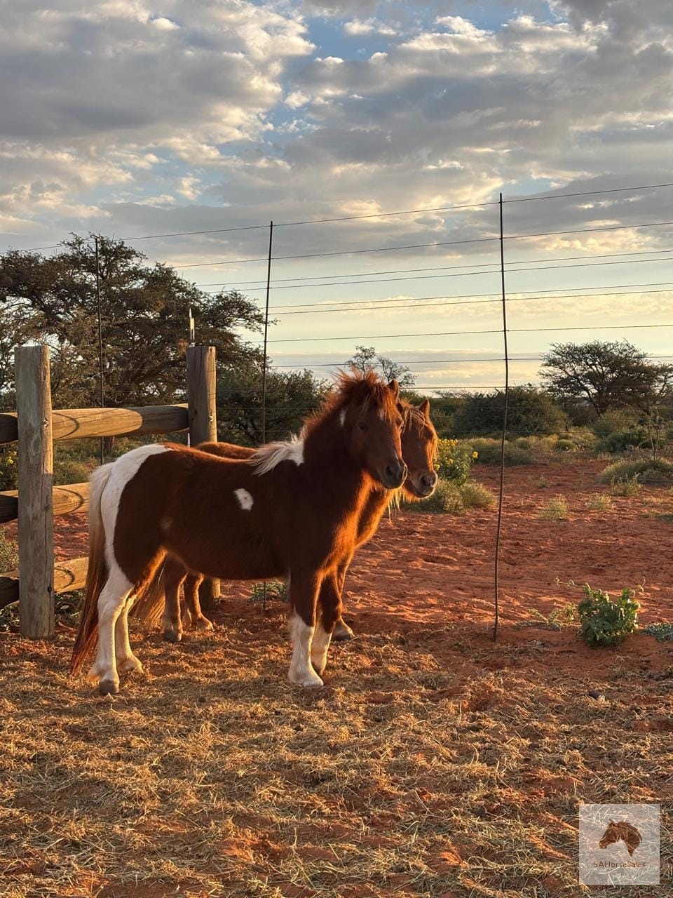 Minuture mare pony