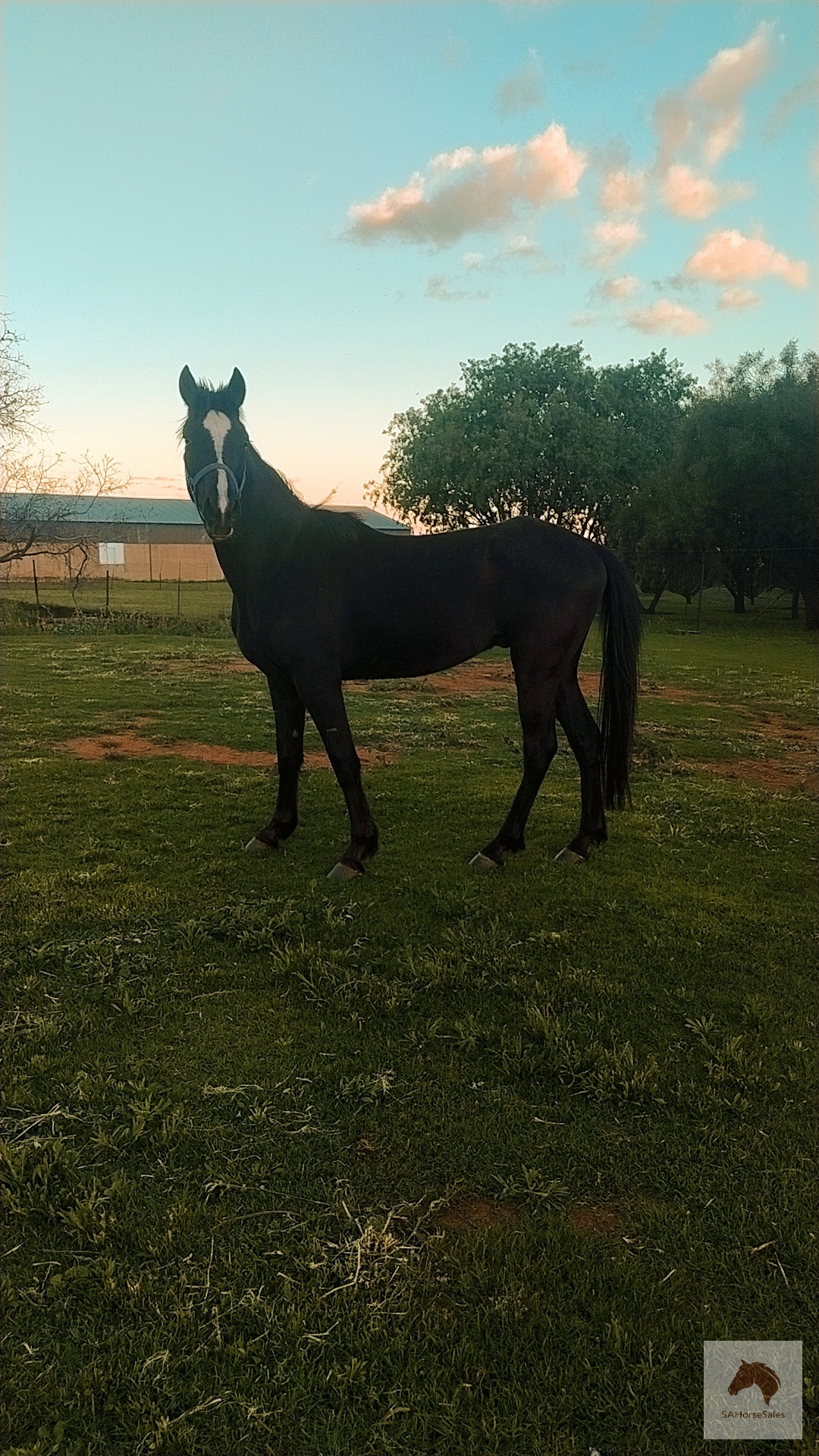 Stunning Boerperd cross Gelding