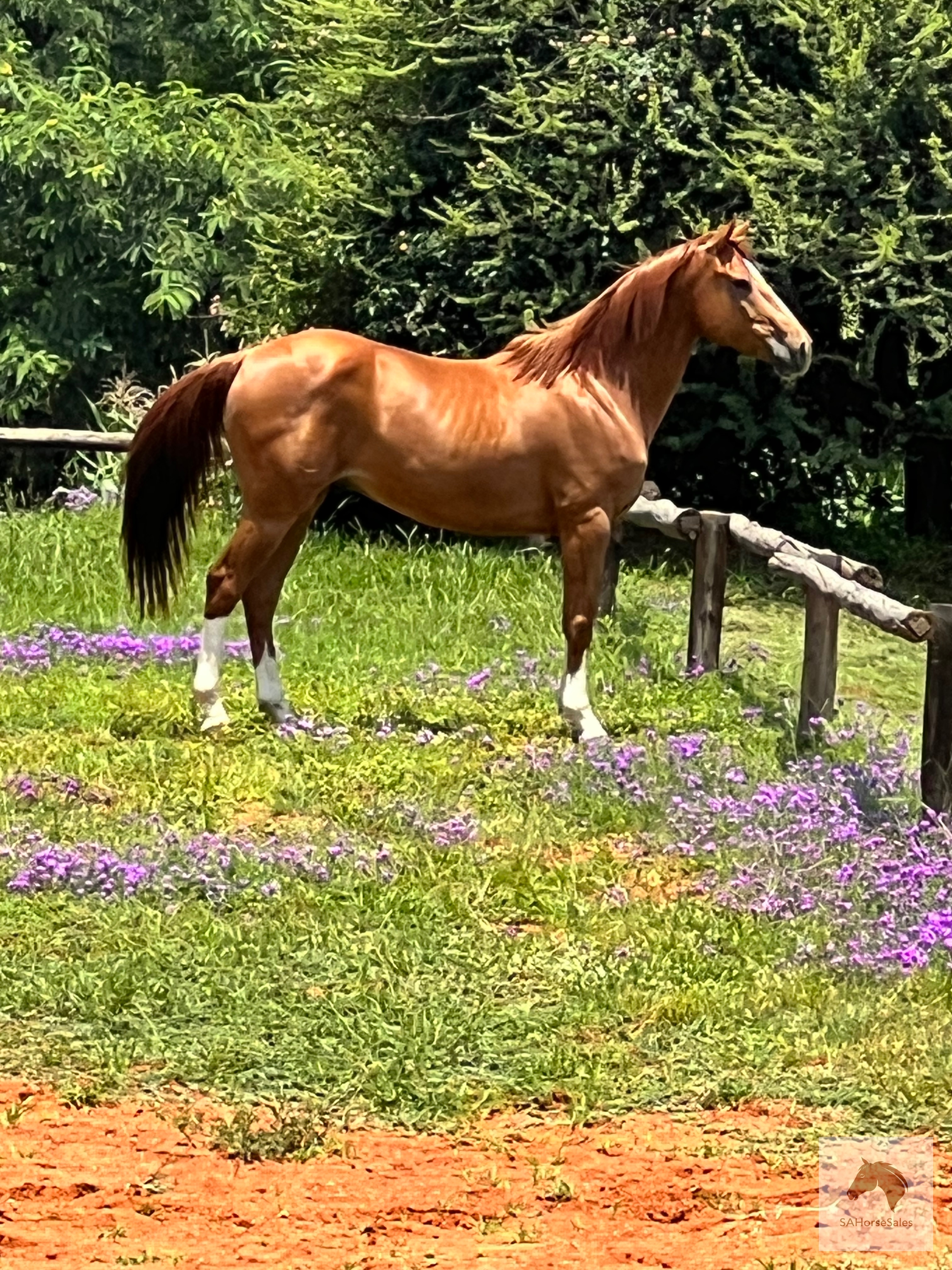 Beautiful Warmblood x Boerperd gelding