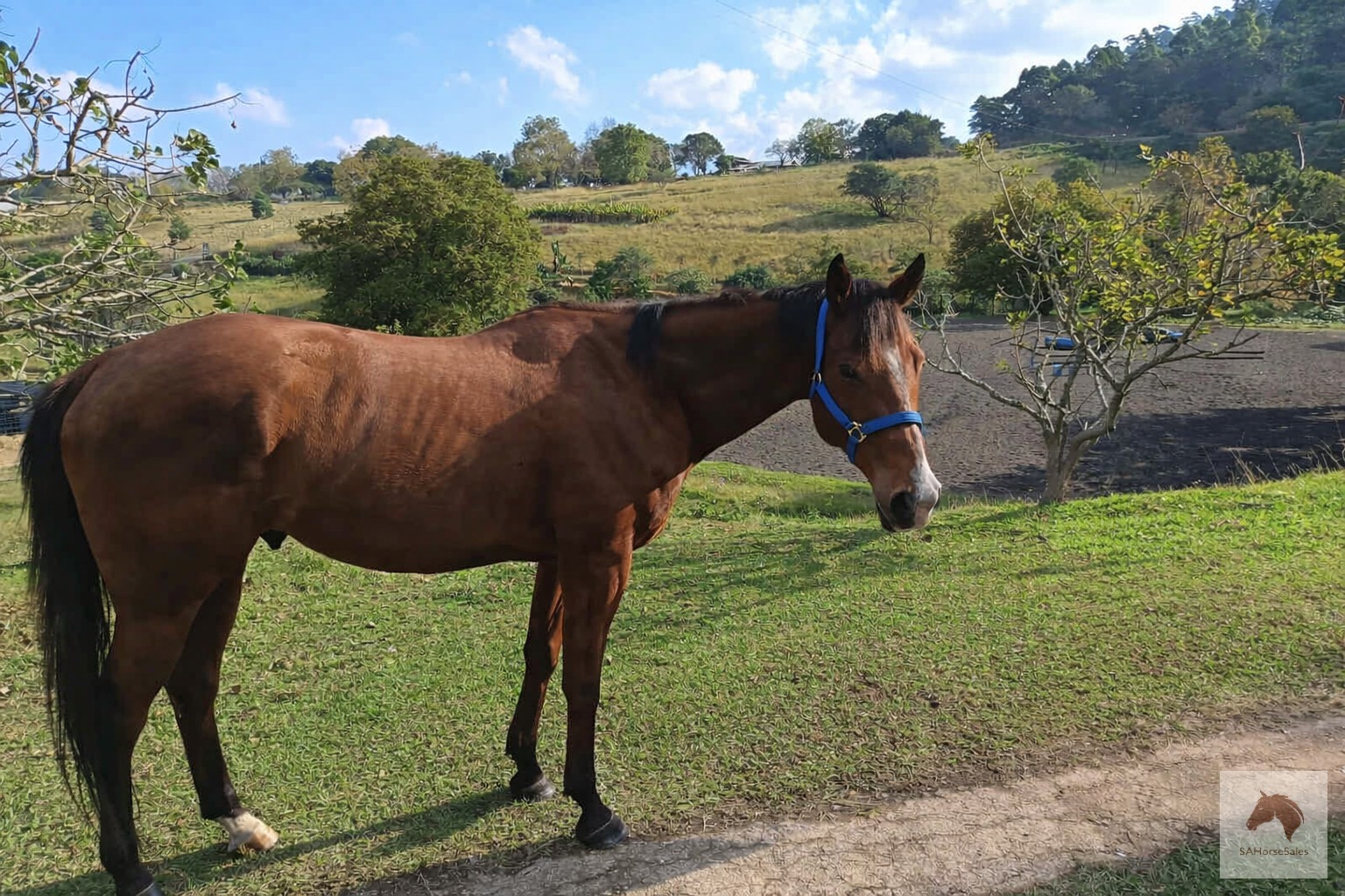 Stunning William Longsword TB gelding